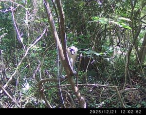 Chlorocebus tantalus